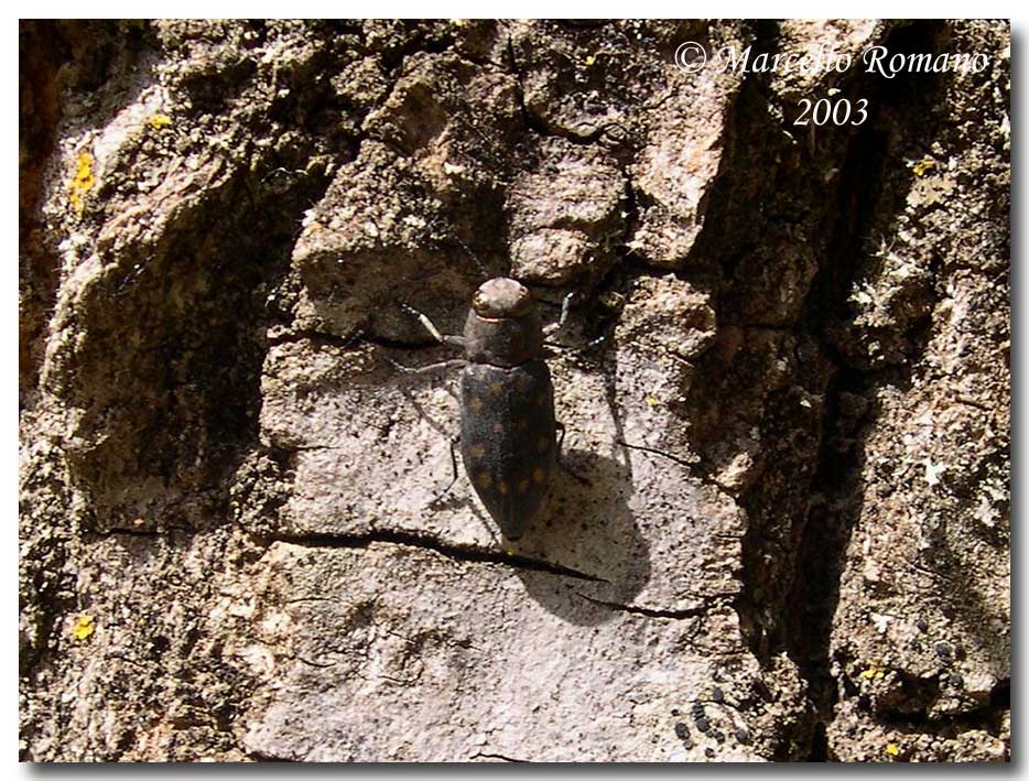 Trachypteris picta decastigma (Buprestidae)